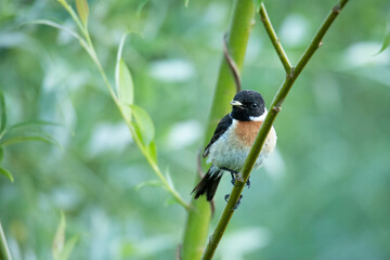 Kląskawka (Saxicola rubicola)