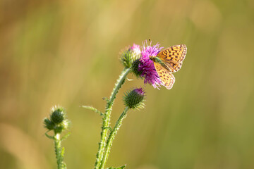 Dostojka aglaja, perłowiec aglaja, perłowiec większy (Argynnis aglaja)
