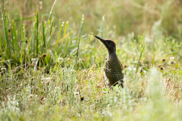 Green woodpecker (Picus viridis)