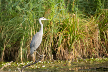 Czapla siwa (Ardea cinerea)