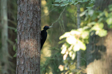 Dzięcioł czarny (Dryocopus martius)