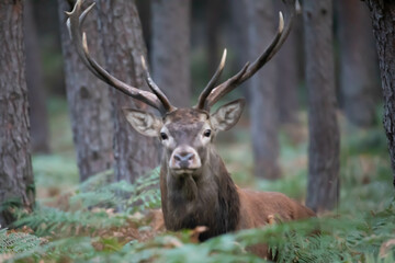 Jeleń szlachetny (Cervus elaphus)  © Robert