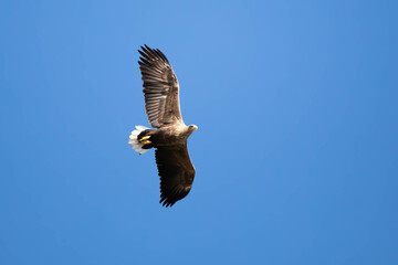 Orzel bielik © Robert
