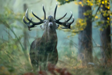 Jeleń szlachetny (Cervus elaphus) rykowisko © Robert