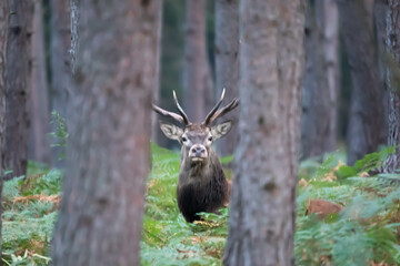 Jeleń szlachetny (Cervus elaphus)  © Robert