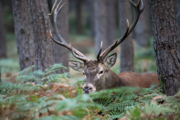 Jeleń szlachetny (Cervus elaphus)  © Robert