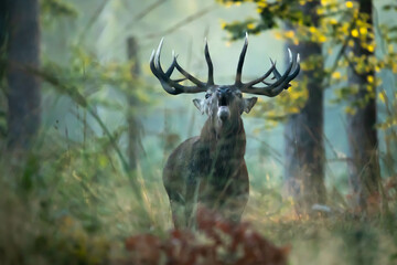 Jeleń szlachetny (Cervus elaphus)  © Robert