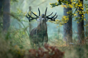 Jeleń szlachetny (Cervus elaphus)  © Robert