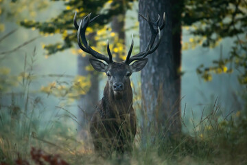 Jeleń szlachetny (Cervus elaphus)  © Robert