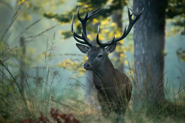 Jeleń szlachetny (Cervus elaphus)  © Robert