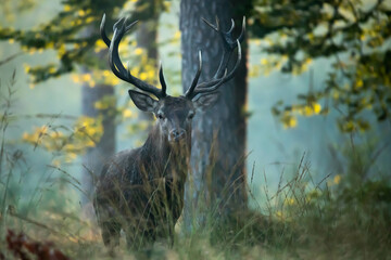 Jeleń szlachetny (Cervus elaphus)  © Robert