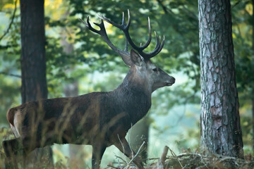Jeleń szlachetny (Cervus elaphus)

