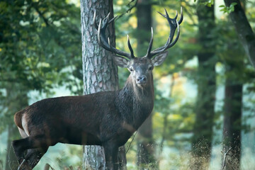 Jeleń szlachetny (Cervus elaphus)  © Robert