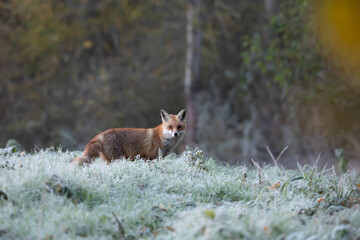 Lis rudy , lis pospolity (Vulpes vulpes)