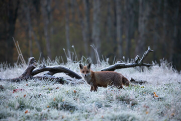 Lis rudy , lis pospolity (Vulpes vulpes)