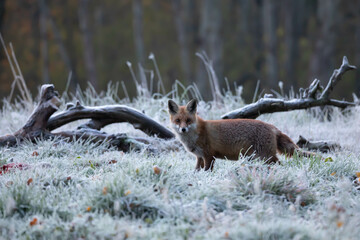 Lis rudy , lis pospolity (Vulpes vulpes)