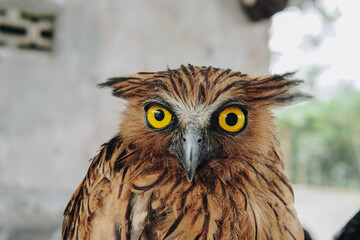 Naklejka premium Close up buffy fish owl (Ketupa ketupu), also known as the Malay fish owl, looking at the camera.