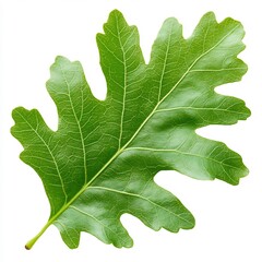 Detailed Close up of a Green Oak Leaf on White Background