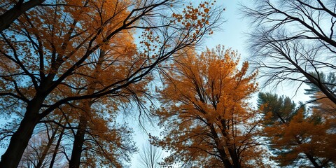 Obraz premium A soft breeze rustles the branches of tall trees as amber-colored leaves scatter around them, foliage, wind, amber