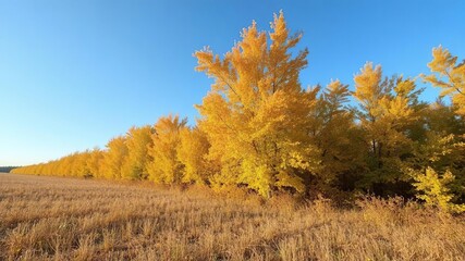 Autumn fields background with golden leaves and clear blue sky, scenic, harvest