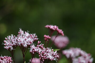 Fototapeta premium 花びらが藤色の袴に似ている