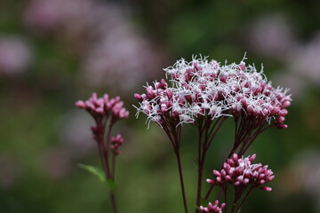花びらが藤色の袴に似ている