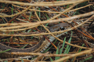 Grand Teton National Park garter snake chilling on a rock