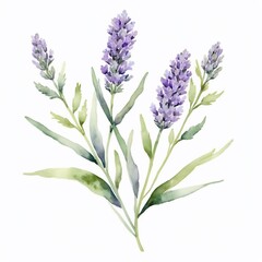 Naklejka premium Watercolor Lavender Flowers Botanical Illustration Purple Floral Bouquet Spring Blooms Nature Art