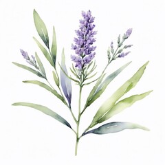 Fototapeta premium Watercolor Lavender Sprig Floral Botanical Illustration Purple Flowers Green Leaves Nature Art