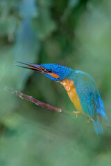 Kingfishers Moment 