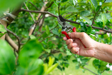 Closeup Hand of Gardender Pruning Branch of Tree