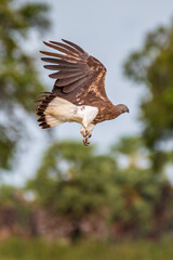 Gray fish eagle 
