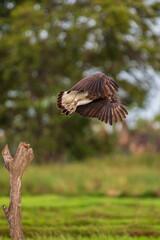 Gray fish eagle 