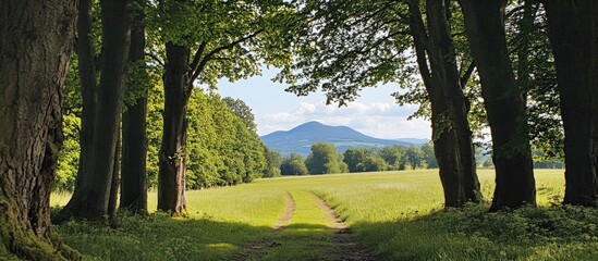 Serene pathway framed by trees leading to a distant mountain under a clear blue sky in a lush green landscape.
