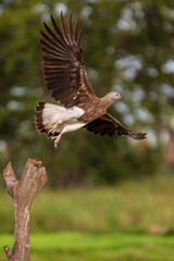 Gray fish eagle 