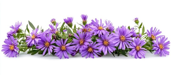 vibrant purple aster flowers arrangement on a white background showcasing delicate petals and green leaves for floral design or decoration