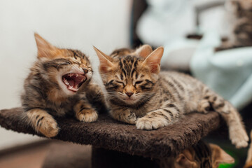 Two young cute bengal kittens laying on a soft cat's shelf of a cat's house indoors.