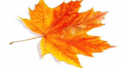 Obraz premium Maple Leaf Autumn Isolated on White Background - A Captivating Symbol of the Season's Beauty. The Vibrant Maple Leaf, with Its Intricate Veins and Rich Autumn Colors, Standing Alone Against the Purity