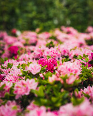 A stunning display of blooming pink azaleas in a vibrant garden setting, surrounded by lush...