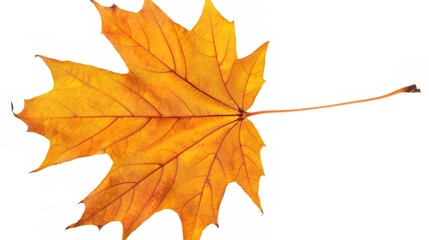 Obraz premium Maple Leaf Autumn Isolated on White Background - A Captivating Symbol of the Season's Beauty. The Vibrant Maple Leaf, with Its Intricate Veins and Rich Autumn Colors, Standing Alone Against the Purity