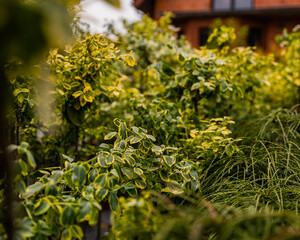 Variegated green and yellow shrubs in a garden setting with soft focus and natural light. Perfect for themes of landscaping, gardening, ornamental plants, and nature-inspired designs.