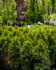Rows of young evergreen trees in a nursery, surrounded by vibrant greenery and colorful plants in the background. Perfect for themes of gardening, landscaping, nature, and outdoor decor.