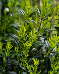 Close-up of fresh green laurel leaves in a garden, showcasing vibrant foliage and natural texture. Perfect for themes related to nature, gardening, landscaping, and plant care.