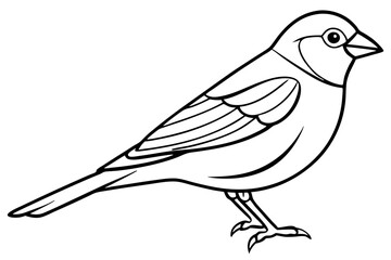 Bird, vector, animal, illustration