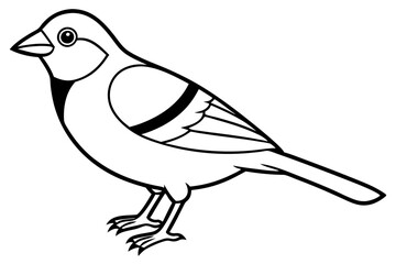 Bird, vector, animal, illustration
