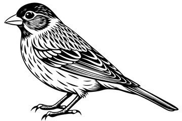 Bird, vector, animal, illustration