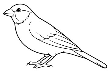 Bird, vector, animal, illustration