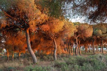 Naturaleza en los Pirineos