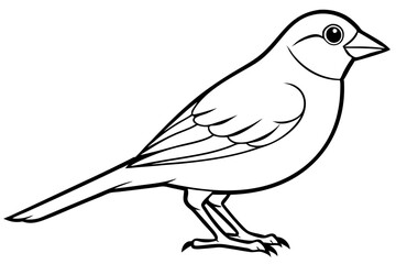 Bird, vector, animal, illustration