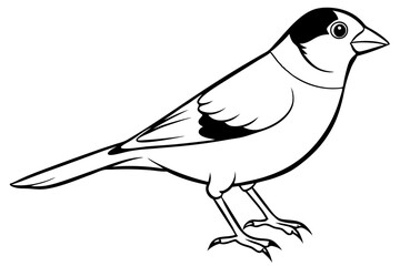Bird, vector, animal, illustration